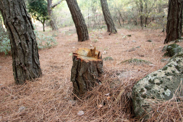 Best Stump Grinding and Removal  in Altadena, CA