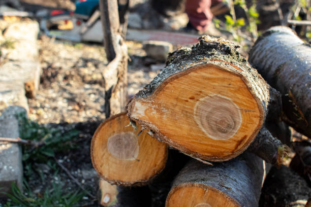 Best Tree and Shrub Care  in Altadena, CA