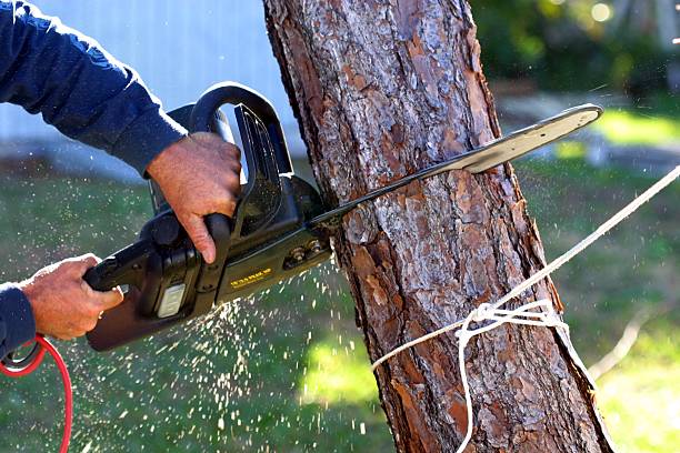 Professional Tree Care in Altadena, CA