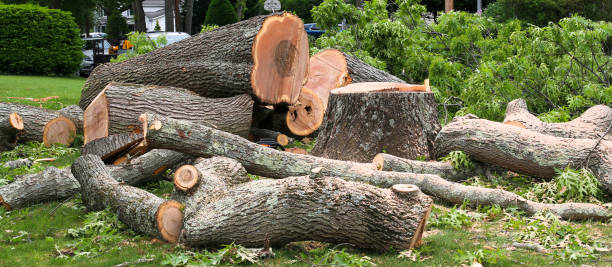 Trusted Altadena, CA Tree Care Experts