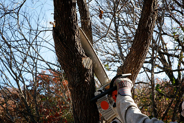 Best Palm Tree Trimming  in Altadena, CA